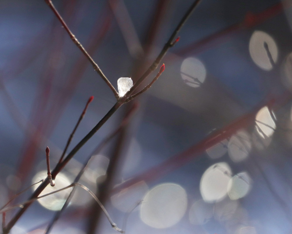 Tsutswecw Park Snow on Dogwood