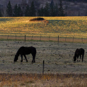 Horses at Sunrise