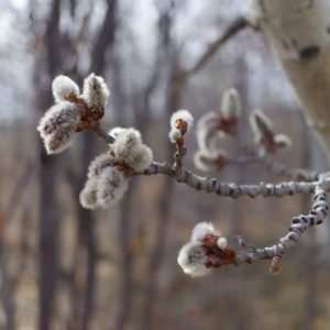 Birch Buds